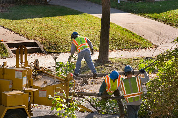 How Our Tree Care Process Works  in Rockville, IN